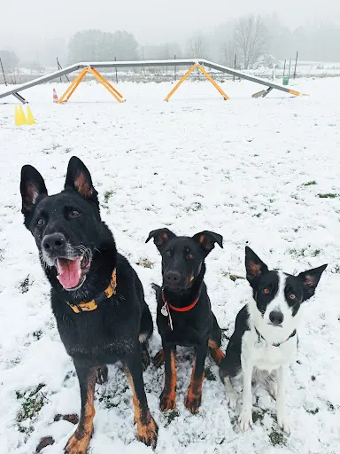 Ira Facta Szkolenie Psów